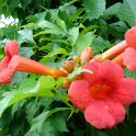 Campsis radicans